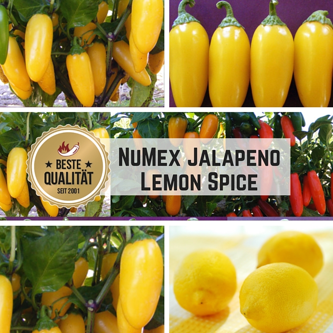 NuMex Jalapeno Lemon Spice Chilli Seeds