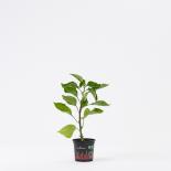 Trinidad Moruga Scorpion Red BIO Chilipflanze 