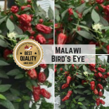 Malawi Bird Eye Chilli Seeds 