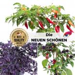 Scotch Bonnet Exclusive - Seed Special 2020 