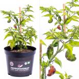 Trinidad/7 Pot Douglah BIO Chilipflanze 