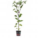 Chinese 5 Color BIO Chilipflanze 