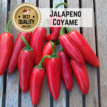 Jalapeno Coyame Chilli Seeds 