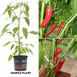 De Cayenne BIO Chilipflanze 