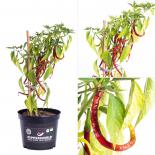 Bangalore Whippets Tail BIO Chilipflanze 