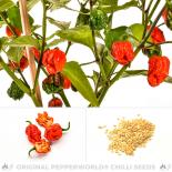 Carolina Reaper Chilisamen 