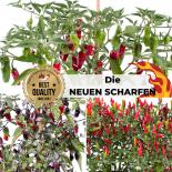 Saat Sortiment "Die Neuen Scharfen - 2020" 