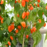 Habanero Pastel Chilisamen 