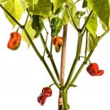 Trinidad Scorpion Chilli Seeds 