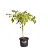 Trinidad Scorpion BIO Chilipflanze 