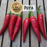 Puya Chilli Seeds 