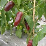 Brown Egg Chilisamen 