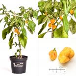 7 Pot Brain Strain BIO Chilipflanze 