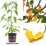 Habanero Golden BIO Chilipflanze 