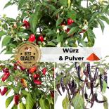 Saat Sortiment "Würz & Pulver" 