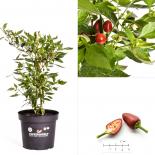 Shata baladi BIO Chilipflanze 