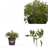 Wild Chili BIO Chilipflanze 