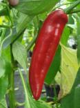 Anaheim Hot Chilli Seeds 