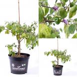 Rocoto Rio Huallaga BIO Chilipflanze 