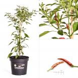 Thai Dragon BIO Chilipflanze 