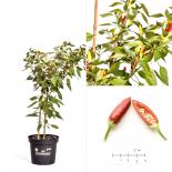 Purrira BIO Chilipflanze 