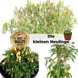 Saat Sortiment "Die kleinen Neulinge - 2020" 