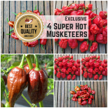 4 Musketeers Super Hot Exclusive - Seed Special 2020 