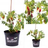 Rocoto Ambato Longo BIO Chilipflanze 