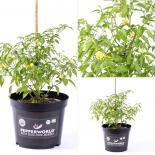 Bishop's Crown Red BIO Chilipflanze 