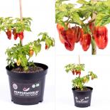 Habanero Tropical Red BIO Chilipflanze 