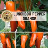 Lunchbox Pepper ORANGE Pepper Seeds 
