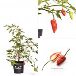 Aji Benito BIO Chilipflanze 