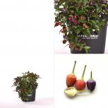 Loco BIO Chilipflanze 