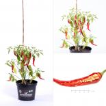 Nepal Snakebite BIO Chilipflanze 