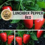 Lunchbox Pepper RED Paprikasamen 