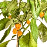 7 Pot / Seven pot Brain Strain Chilli seeds 