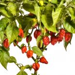 Seven Pot / 7 Pot Congo SR Gigantic Chilisamen 