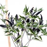 Macarena Chilli Seeds 