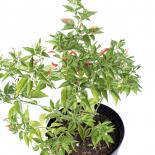 Malagueta #1 Chilli Seeds 