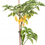 Perfume Chilli Seeds 