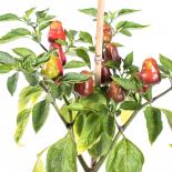 Gole del Raganello Chilli Seeds 