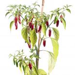 Aji Pinguita de Mono Chilisamen 