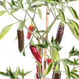Jalapeno compadre Chilli seeds 