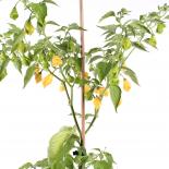 Dulce Estrella Chili Seeds 