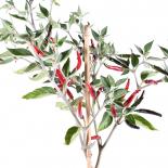 Goats Weed Chili Seeds 