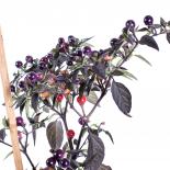 Purple Ghepard delight Chili Seeds 