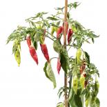 Aji Camba Chili Seeds 
