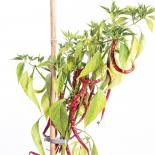 Banglore Whippets Tail Chili Seeds 