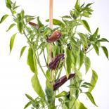 Thai Prik Juna Chili Seeds 