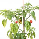 Aji Rojo Chili Seeds 